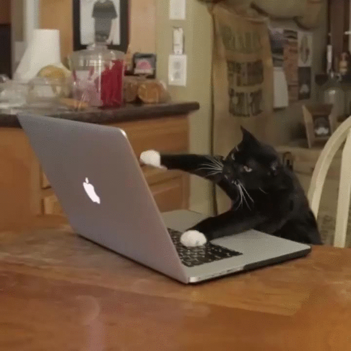 Giphy: Funny Cat Working
